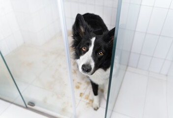 Sad border collie standing in the shower with dirty paws and waiting patiently for the owner to...