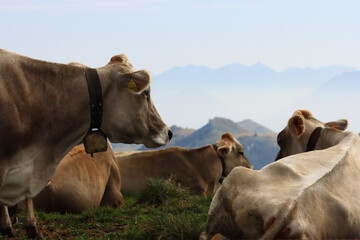 Cow on Monte Baldo Italy