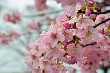 ヨウコウザクラ