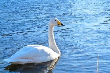 三条市　白鳥の郷公苑（新潟県）