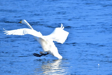 三条市　白鳥の郷公苑（新潟県）