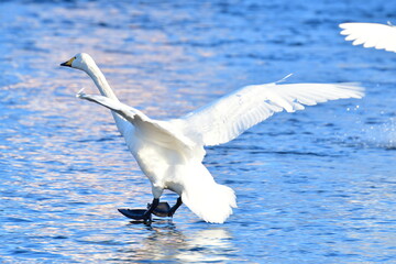三条市　白鳥の郷公苑（新潟県）