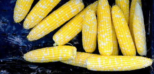 Fresh Clean Ears of Corn on the Cob in Bin at Market for Sale - 795476510