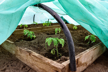 Planting tomatoes in the soil in spring.
