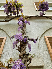 Wisteria blooms purple on an old house facade