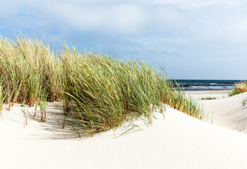 Fototapeta na wymiar Dünengras im Sand an der Nordsee
