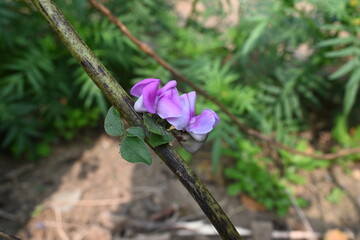 Lablab purpureus flowers. It is a species of bean in the family Fabaceae. Its other names include lablab, bonavist bean pea, dolichos bean, seim, lablab, Egyptian kidney, Indian bean.