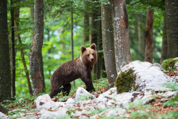 An young brown bear looks curious among the white rocks in the mountain forest