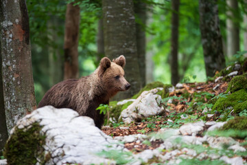 A young bear observes the surroundings from behind a white rock in a mountain forest