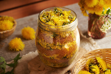 Preparation of dandelion syrup from fresh flowers and brown sugar in a jar