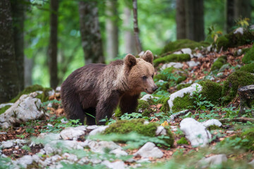 A bear on a mountainside in the forest