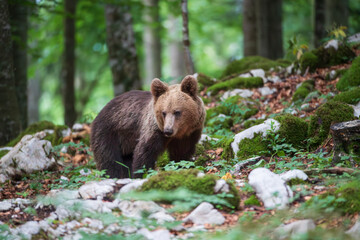 A bear looking down the mountainside