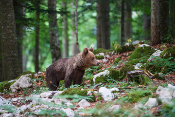 A bear looking alertly ahead in a mountain forest