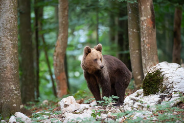 A bear among white rocks in a mountain forest looks to the side