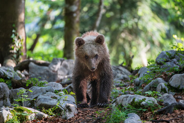 A young bear after a mud bath walks along a mountain path