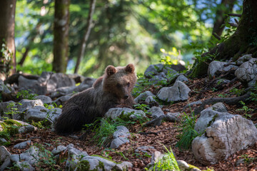 A bear resting on a summer day among white rocks and dry leaves