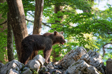 Fototapeta premium A bear showing its fangs on top of boulders with trees in the background