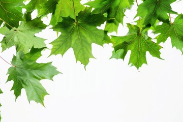 Fototapeta na wymiar Vibrant green maple leaves against a soft transparent white background, perfect for autumn designs