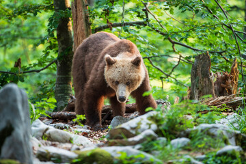 A bear looking for food in the green forest