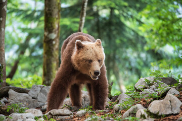 Obraz premium A bear with its mouth open looking to the left