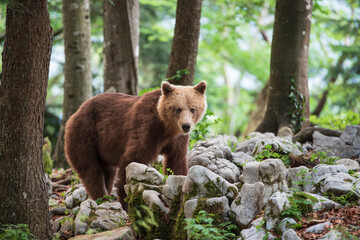 Brown bear among white rocks in a mountain forest
