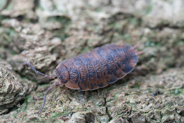 Closeup on an abnormal red colored Rough woudlouse , Porcellio scaber