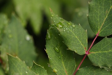 leaf with water drops