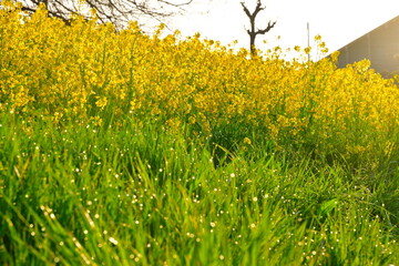 菜の花