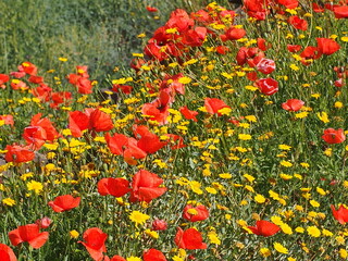 red and yellow flowers - Spring 