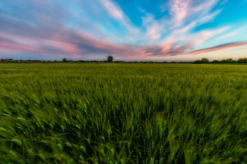 campo de trigo al amanecer con cielo rosa y azul