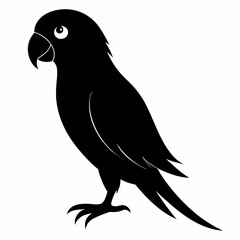 Obraz premium Parakeet sillhouette vector illustration