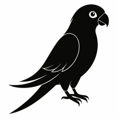 Parakeet sillhouette vector illustration