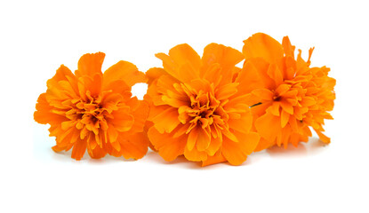 Fresh marigold flowers isolated on white background