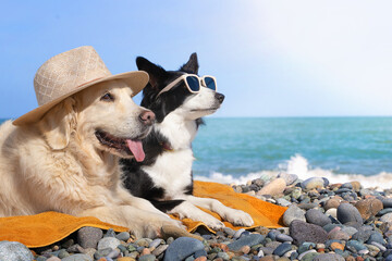 A border collie in sunglasses and a golden retriever lie on a pebble beach by the sea and look to...