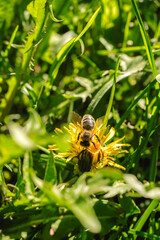 a small bee on a dandelion flower in a field