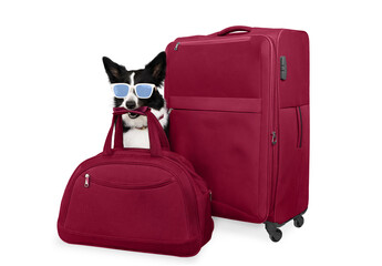 A cheerful black and white border collie in sunglasses sit with a travel bag in his mouth and is...