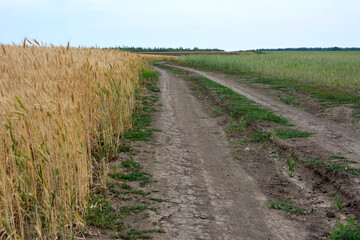 Fototapeta na wymiar a dirt road is in front of a field of wheat copy space 