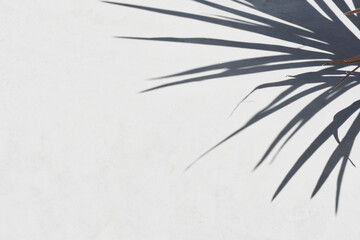 Abstract white background of silhouette shadow of palm tree branch silhouette on white wall....