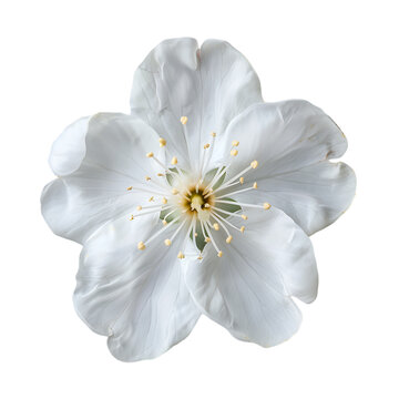 Fototapeta A white flower with a yellow center and light green stamen.