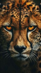 Obraz premium Cheetah, animal background in high resolution image