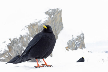 Alpine chough (Pyrrhocorax graculus) photographed with wide angle lens in the mountains.