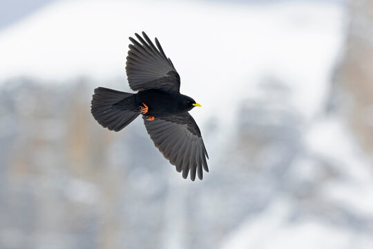 Alpine chough (Pyrrhocorax graculus) in flight in the mountains.