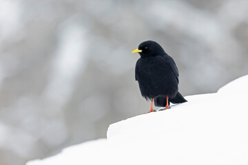 Alpine chough (Pyrrhocorax graculus) in snow.