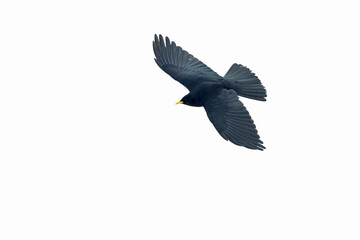 Alpine chough (Pyrrhocorax graculus) in flight in the mountains.