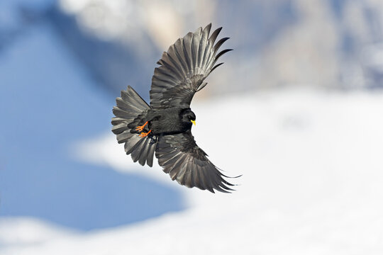 Alpine chough (Pyrrhocorax graculus) in flight in the mountains.