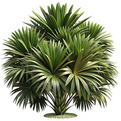 palm tree isolated on white, generative ai
