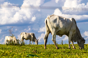 Zebu Nellore cow in the pasture area of a beef cattle farm in Brazil