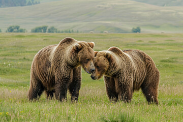 Fototapeta premium Two grizzly bears playfully frolic in a lush meadow.