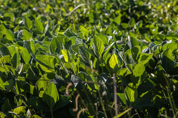 Naklejka premium Rural landscape with fresh green soy field. Soybean field, in Brazil.