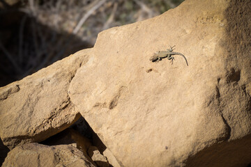 Side Blotched Lizard (Uta stanasburiana) at Chaco Culture National Historical Park in New Mexico....